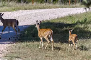 1763 Nixon Creek Rd, Fredericksburg, TX 78624 - Photo 41