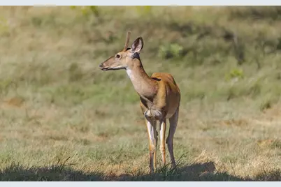 1763 Nixon Creek Rd, Fredericksburg, TX 78624 - Photo 33