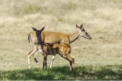 1763 Nixon Creek Rd, Fredericksburg, TX 78624 - Photo 31