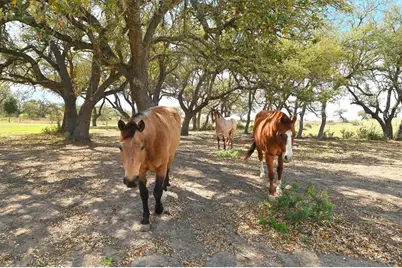 343 Cattle Creek, Johnson City, TX 78636 - Photo 47