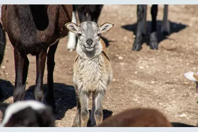 10220 E US Hwy 290, Fredericksburg, TX 78624 - Photo 25