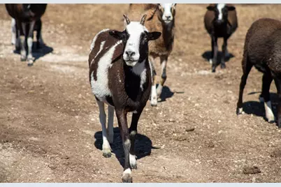 10220 E US Hwy 290, Fredericksburg, TX 78624 - Photo 21