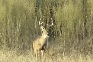 505 John Price, Blanco, TX 78606 - Photo 35