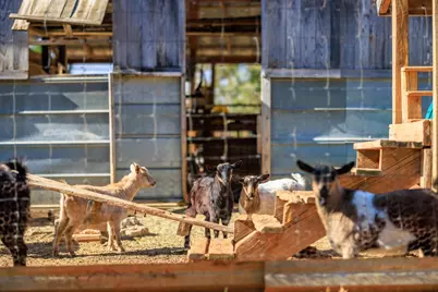 1180 Boos Lane, Fredericksburg, TX 78624 - Photo 43