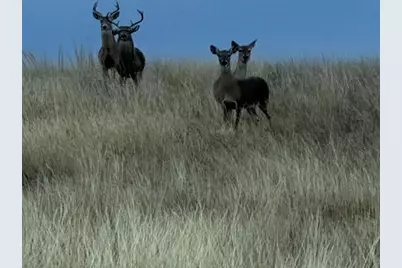 440 Junker Hill Dr, Fredericksburg, TX 78624 - Photo 95