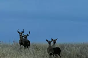 440 Junker Hill Dr, Fredericksburg, TX 78624 - Photo 95