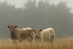 440 Junker Hill Dr, Fredericksburg, TX 78624 - Photo 93