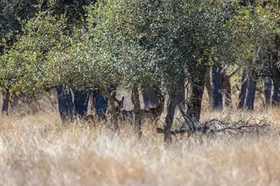 2020 Wendel Rd, Harper, TX 78631 - Photo 43