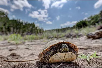 185 Cougar Park, Hunt, TX 78024 - Photo 45