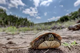 185 Cougar Park, Hunt, TX 78024 - Photo 45