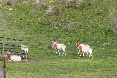 5081 Hwy 173, Center Point, TX 78010 - Photo 51