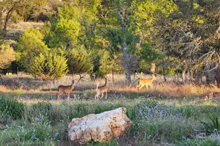 7991 Ranch Rd 965, Fredericksburg, TX 78624 - Photo 51