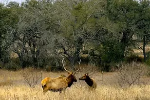 444 Klein Rd, Stonewall, TX 78671 - Photo 53