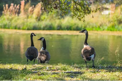 Lot 12 Turn Out Ln, Harper, TX 78631 - Photo 17
