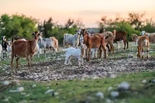 7158 S Hwy 87, Fredericksburg, TX 78624 - Photo 39