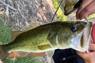 364 Wolf Creek Rd, Fredericksburg, TX 78624 - Photo 53