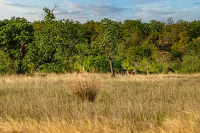 862 Grape Creek Rd, Fredericksburg, TX 78624 - Photo 83
