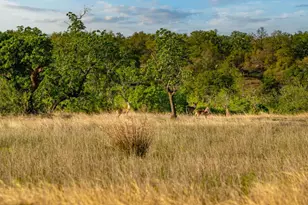 862 Grape Creek Rd, Fredericksburg, TX 78624 - Photo 83