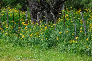 1670 Fm 2093, Fredericksburg, TX 78624 - Photo 65