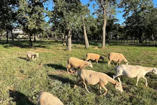 2747 Lower Crabapple Rd, Fredericksburg, TX 78624 - Photo 43