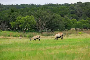4995 Ranch Rd 648, Fredericksburg, TX 78624 - Photo 41