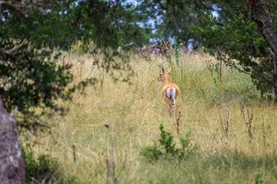 Lot 41 Buckskin Path, Fredericksburg, TX 78624 - Photo 11