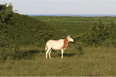 129 &amp; 130 Lynx Cove, Blanco, TX 78606 - Photo 5