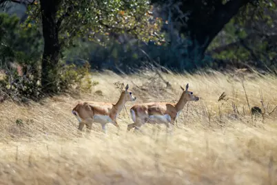 Lot 38 Ridgeline Rd, Fredericksburg, TX 78624 - Photo 5