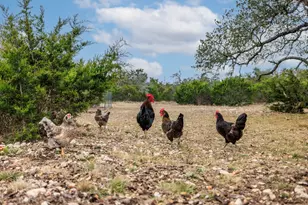 207 Broken Spur, Mountain Home, TX 78058 - Photo 17