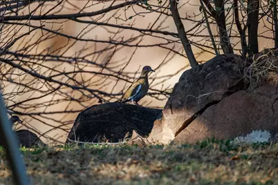 409 E Main St, Llano, TX 78643 - Photo 11