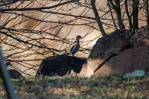 409 E Main St, Llano, TX 78643 - Photo 11