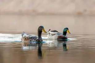 409 E Main St, Llano, TX 78643 - Photo 5