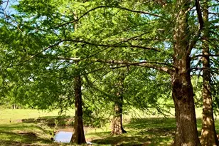 646 Victor Eckhardt Rd, Fredericksburg, TX 78624 - Photo 11