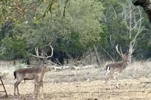 419 Yellowstone Ln, Hunt, TX 78024 - Photo 5