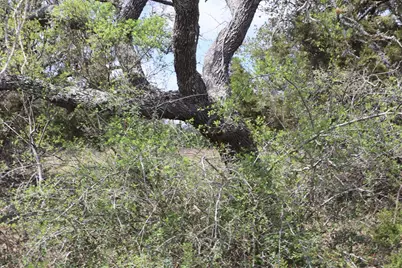 105 Manuel Herrera, Blanco, TX 78606 - Photo 15