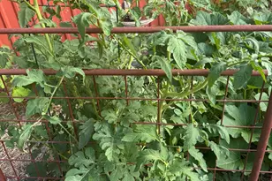 117 N Reading Ave, Center Point, TX 78010 - Photo 23