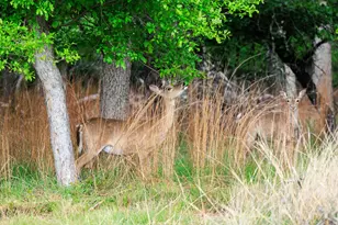 2050 Adj Ln, Fredericksburg, TX 78624 - Photo 39