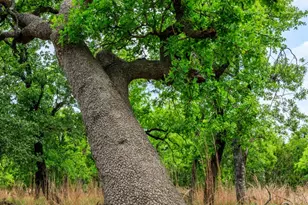 2050 Adj Ln, Fredericksburg, TX 78624 - Photo 19