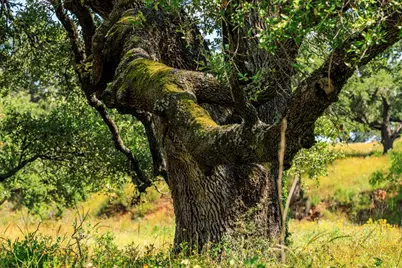 3736-5 County Rd 113, Llano, TX 78643 - Photo 11