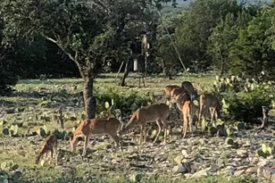 932 Shin Oak, Menard, TX 76859 - Photo 21