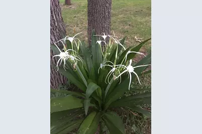 1206 Crenwelge Dr, Fredericksburg, TX 78624 - Photo 37