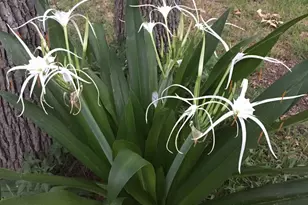 1206 Crenwelge Dr, Fredericksburg, TX 78624 - Photo 37