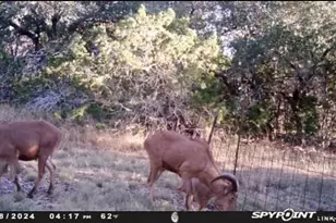 180 Bee Hive Rd, Hunt, TX 78024 - Photo 17