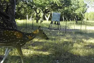 180 Bee Hive Rd, Hunt, TX 78024 - Photo 37