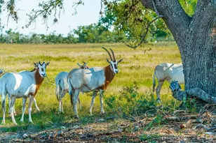 556 Cliff View Loop, Harper, TX 78631 - Photo 95