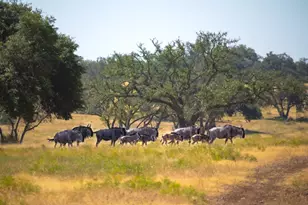 170 Goose Landing Way, Harper, TX 78631 - Photo 61