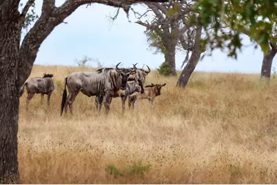 170 Goose Landing Way, Harper, TX 78631 - Photo 79
