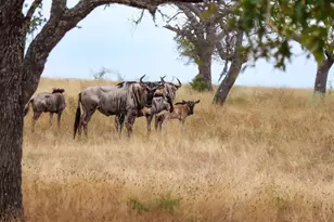 170 Goose Landing Way, Harper, TX 78631 - Photo 79