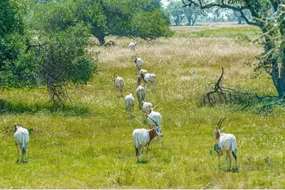 170 Goose Landing Way, Harper, TX 78631 - Photo 81