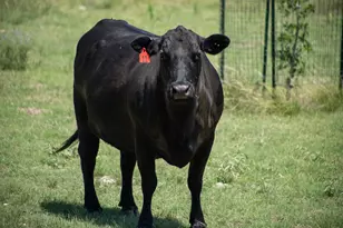 110 Live Oak Ln, Kerrville, TX 78028 - Photo 69